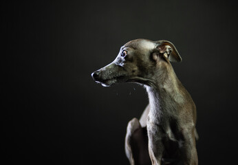 portrait of a small Italian greyhound. levretka in the studio