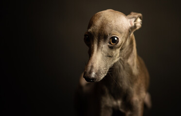portrait of a small Italian greyhound