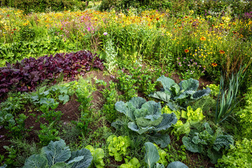 Mischkultur im Biogarten, Mixed Culture in the Organic Garden