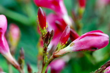 Colony of Aphis nerii on an oleander. It is an aphid of the family Aphididae, common names include oleander aphid, milkweed aphid, sweet pepper aphid, and nerium aphid.
