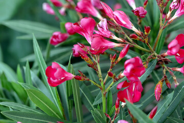 Colony of Aphis nerii on an oleander. It is an aphid of the family Aphididae, common names include oleander aphid, milkweed aphid, sweet pepper aphid, and nerium aphid.