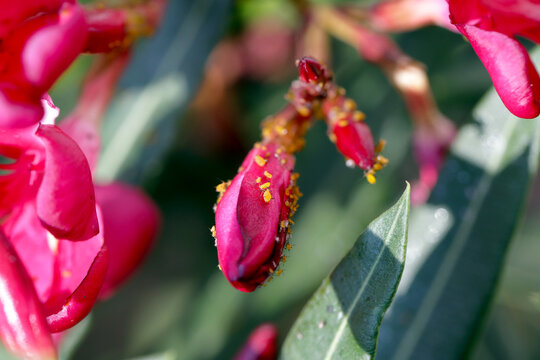 Colony of Aphis nerii on an oleander. It is an aphid of the family Aphididae, common names include oleander aphid, milkweed aphid, sweet pepper aphid, and nerium aphid.