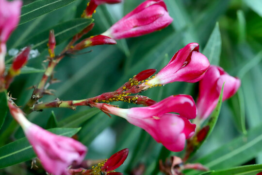 Colony of Aphis nerii on an oleander. It is an aphid of the family Aphididae, common names include oleander aphid, milkweed aphid, sweet pepper aphid, and nerium aphid.