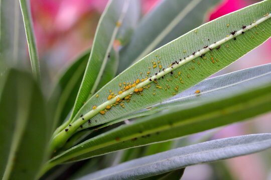 Colony of Aphis nerii on an oleander. It is an aphid of the family Aphididae, common names include oleander aphid, milkweed aphid, sweet pepper aphid, and nerium aphid.