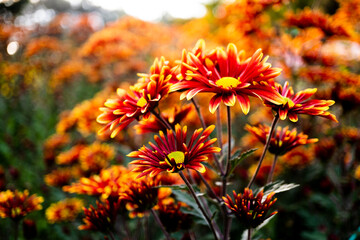 Macrophoto of delicious orange-red chrysanthemums.  Bright autumn flowers with a yellow center. Selective focusing for better effect