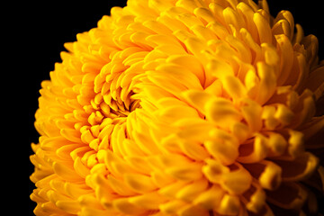 Macrophoto of a beautiful yellow chrysanthemum. A bright yellow flower shot extremely close. You can see all the details and petals. Selective focusing for better effect