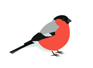Bullfinch bird isolated on white background.
