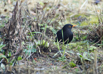 Male common blackbird (Turdus merula) searching for food in a garden in winter. There are a few blades of grass and some moss amid the brown stalks of other plants.