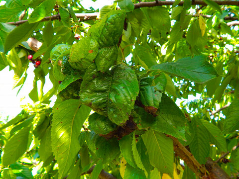 Close-up green leaf of sweet cherry with damage by ulcers of diseases and fungi of brown spotting of scab monniliosis. Gardening problems. Fungal and viral diseases of plants