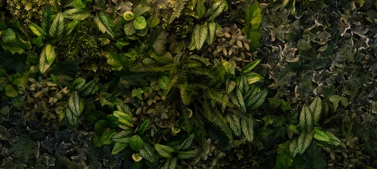 Foto op Plexiglas Creative nature green background, tropical leaf banner or floral jungle pattern concept. © kelvn