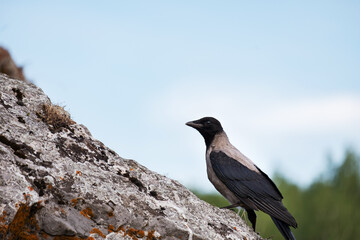 Fototapeta premium a crow in profile sits on a stone, a gray bird