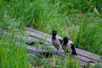 two crows on wooden boards in the grass