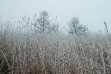 Obraz premium 樹氷