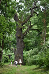 walking in the woods