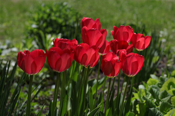 Red tulip flower blooms on background of blurry tulips flowers. A group vibrant Red blooming Tulips. Spring flowers. Floral red background. First spring flowers. Tulips backdrop. Red tulip bud. 