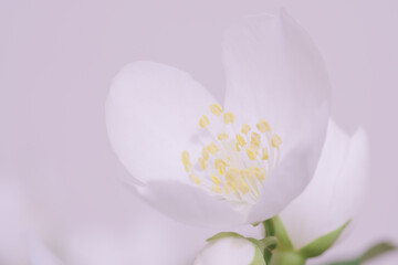 White jasmine flowers, close-up