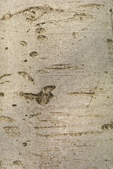 European Beech