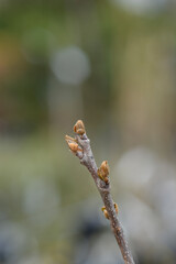 Oriental persimmon
