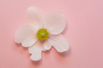 Snowdrop anemone windflower (Anemone sylvestris). White spring forest flower on pink background. Close-up