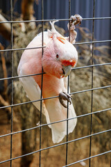 Obraz premium Major Mitchell Cockatoo- Let Me Out Of Here