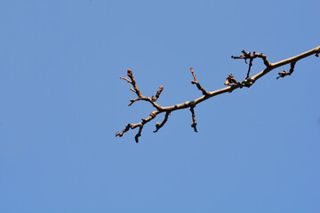Hawthorn branch