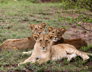 Obraz na płótnie Canvas lion cubs