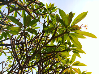 branch of a tree with leaves