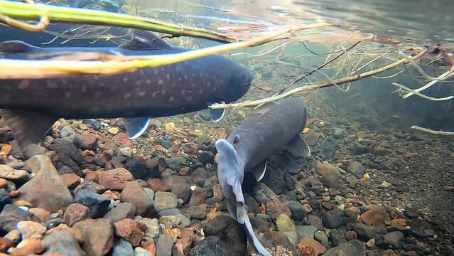 White-spotted char underwater photography in winter in eastern Hokkaido