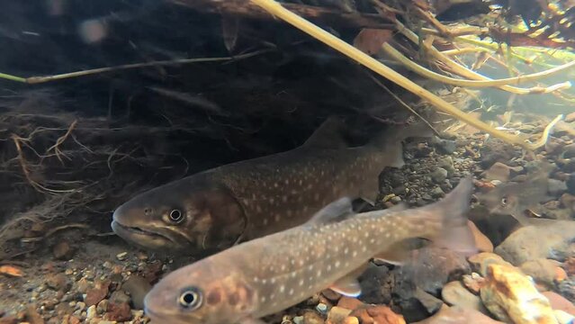 White-spotted char underwater photography in winter in eastern Hokkaido