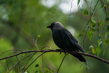 Portrait of single jackdaw bird, Corvus monedula, with beautiful blue eyes.