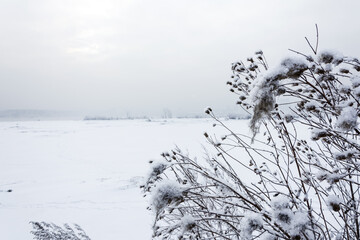 Winter landscape dry plants in the snow on the background of a frozen riverbed.