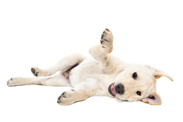 Funny cute labrador puppy lying isolated on white background