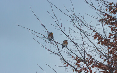 Starlings sit on a tree in winter.
