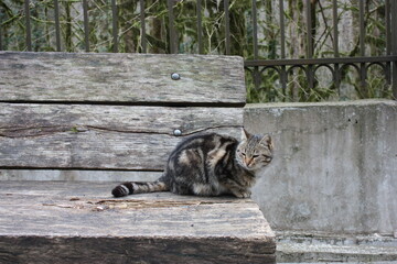 cat on the grey wooden bench
