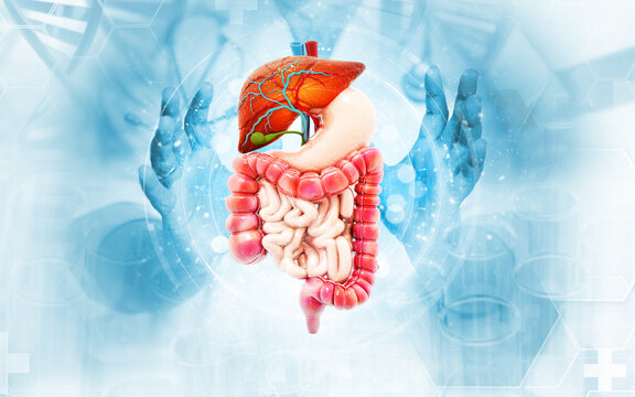 The doctor shows the human digestive system on medical background.