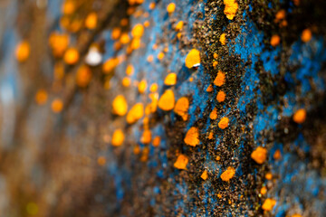 Yellow color lichen on a wall surface, selective focus