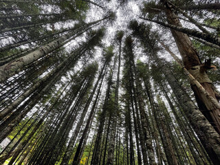 des arbres dans la forêt boréale