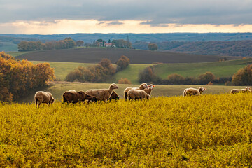 Fototapeta na wymiar Troupeau de mouton beige et marron broutant sur une colline au coucher du soleil dans un beau paysage vallonné du Gers