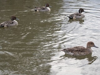 鶴岡八幡宮に住み着いている鳩に餌を与えている写真