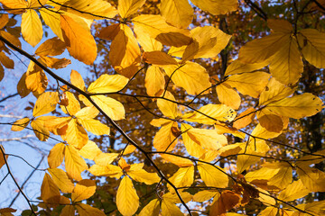 Yellow autumn leaves against the blue sky - autumn background, selective focus, copy space