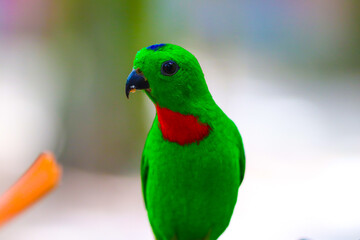 Fototapeta na wymiar green winged macaw