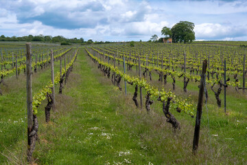 Fototapeta na wymiar View of a vineyard near Ingelheim/Germany in Rheinhessen in spring 