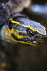 close up of a turtle