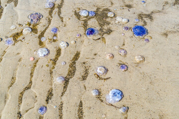 Blaue Nesselquallen am Strand an der Nordsee