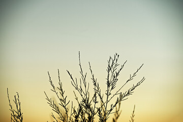 Obraz premium Silhouette of a plant