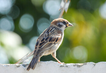 bird