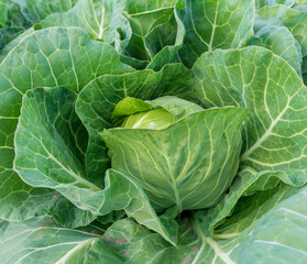 Fototapeta premium head of young green cabbage close-up.