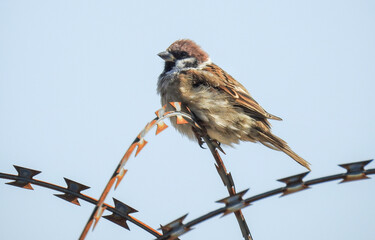 bird