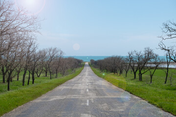 Beautiful road through the field between the bare trees going to the sea with sun glare