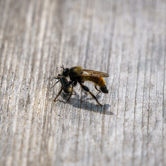 Laphria flava, the bumblebee robberfly, yellow robberfly or yellow assassin have catch a small insect.